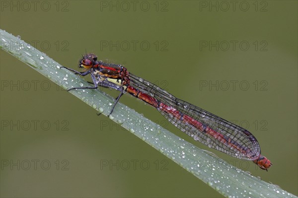 Early damselfly