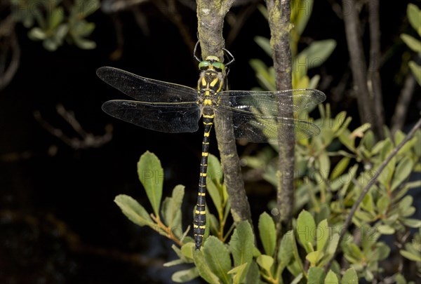 Golden-ringed dragonfly