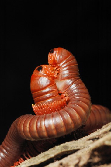 Giant Millipede