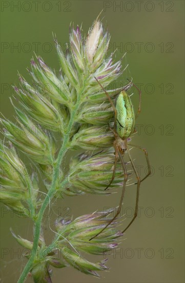 Common Stretch Spider