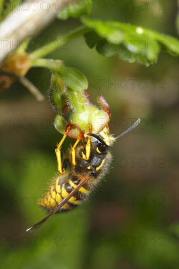 Norwegian wasp