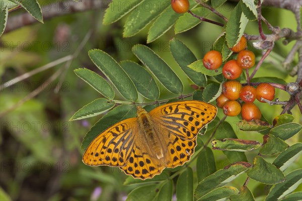 Silver washed silver-washed fritillary