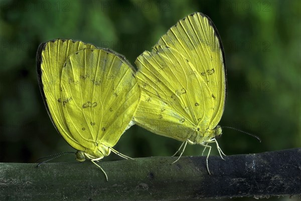 Eurema hecabe