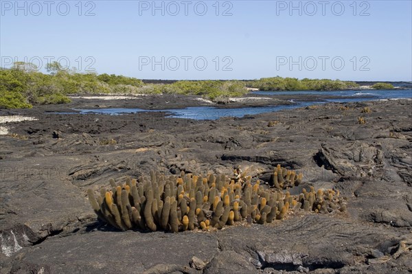 Lava Cactus