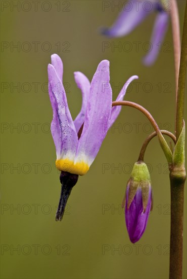 Alpine Shooting Star