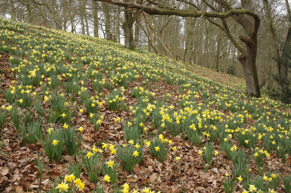 Yellow daffodil