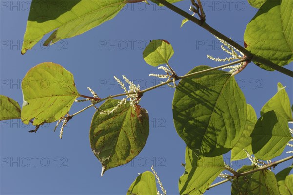 Japanese Knotweed