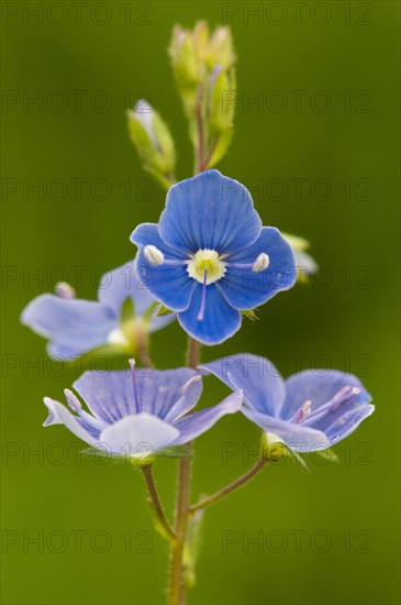 Germander Speedwell