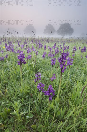 Green-winged Orchid