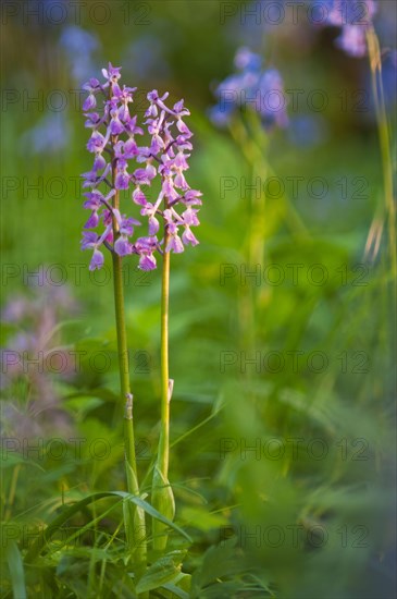 Early Purple Orchid