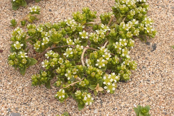 Sea Sandwort