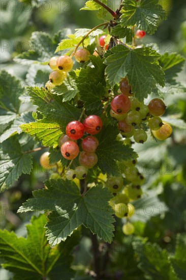 Redcurrant