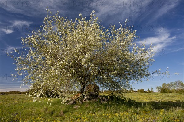 Rock cherry