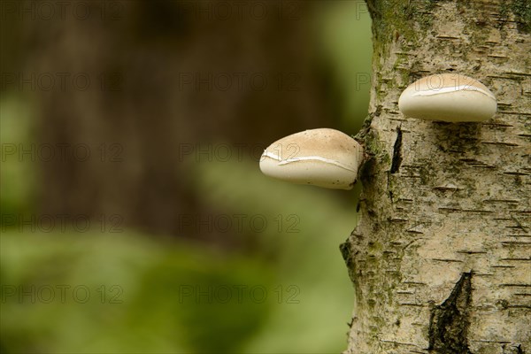 Birch Polypore