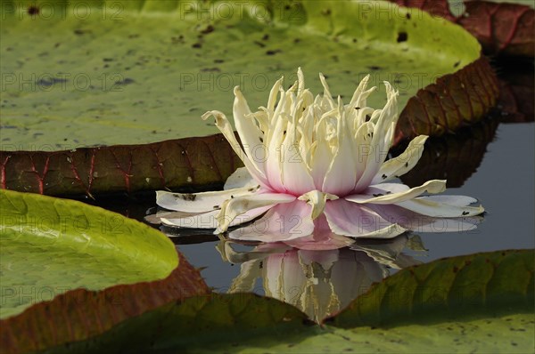 Amazon water lily