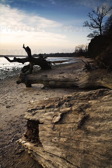 Dead trees on the foreshore of the estuary after falling over a small cliff of exposed London Clay