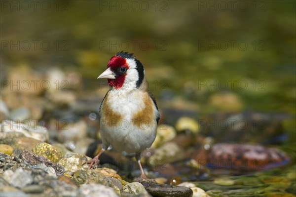 European goldfinch