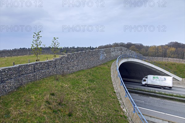 Wildlife bridge