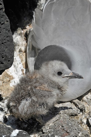 Swallow-tailed Gull with chick