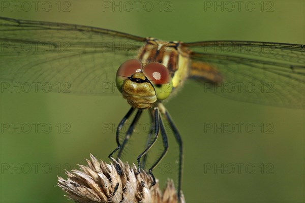 Common Darter