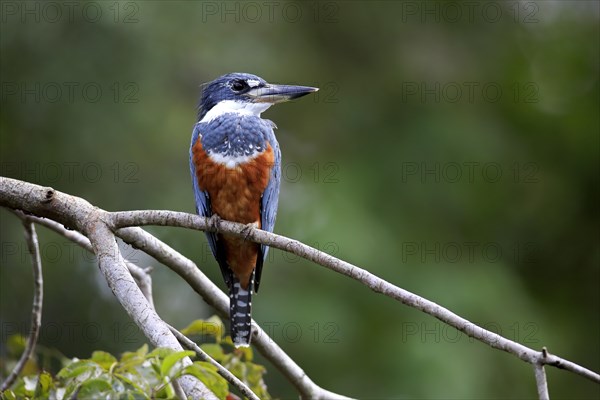 Red-breasted Kingfisher