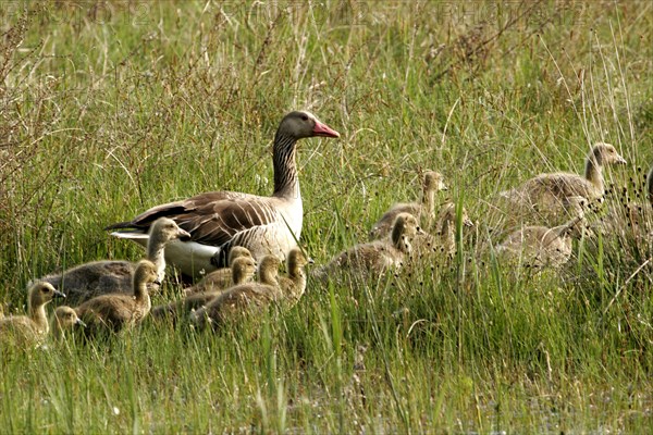 Greylag goose