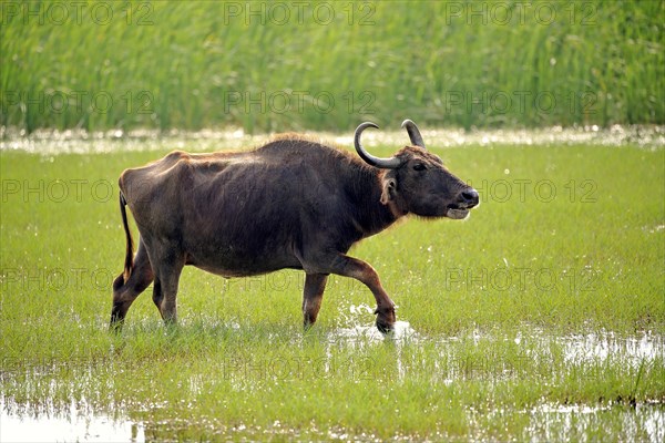 Water buffalo