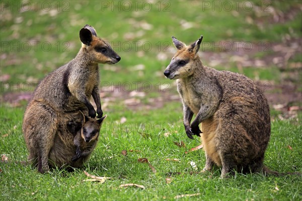 Agile wallaby