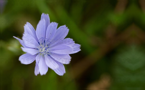 Chicory