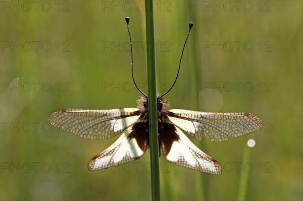 Dragonfly Butterflyhaft