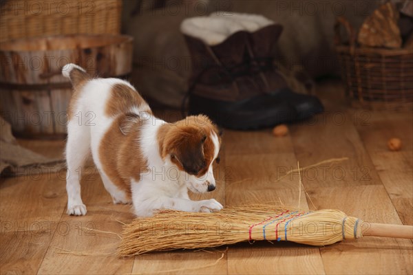 Kooikerhondje