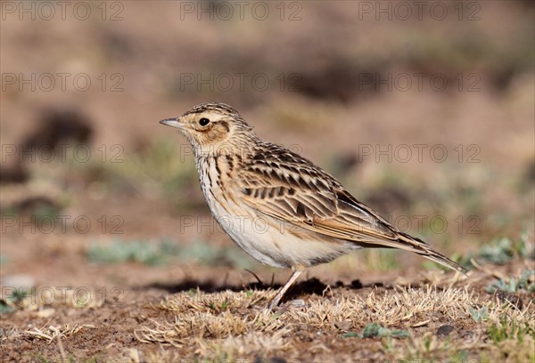 Oriental oriental skylark