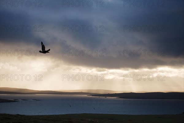 Great Skua