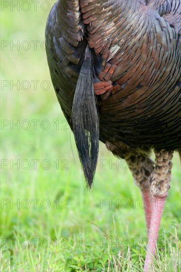 Wild Turkey