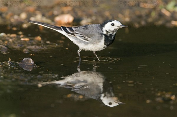 Pied Wagtail