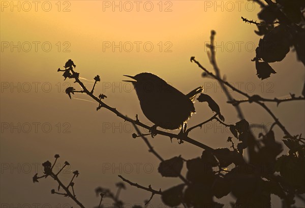 Winter Wren