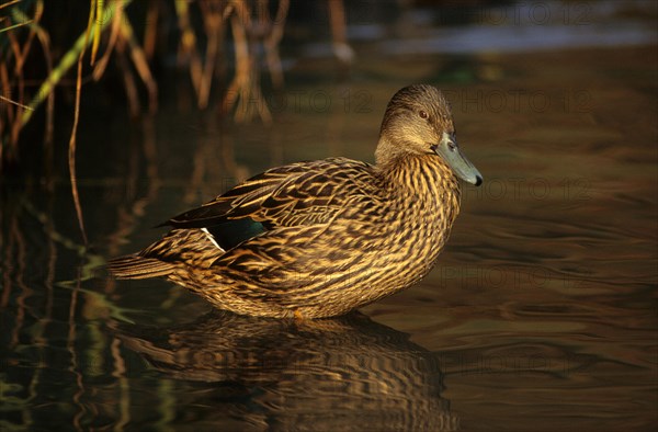 Black duck