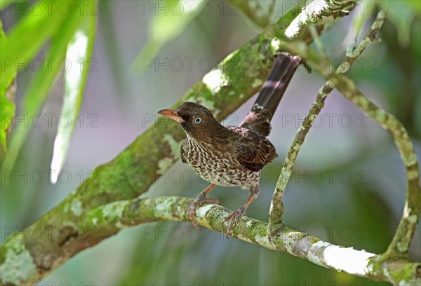 Pearly-eyed Thrasher