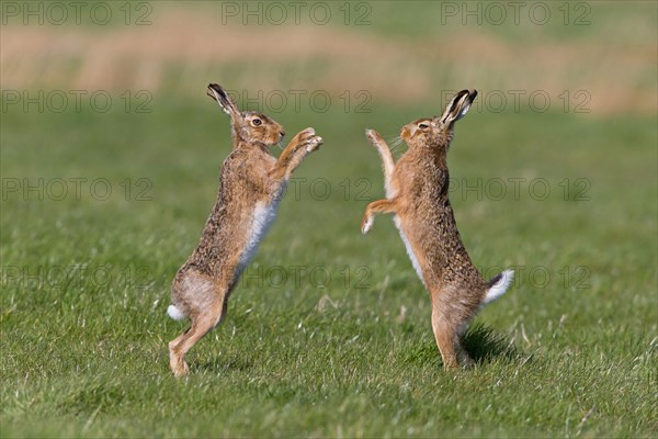 European Hare