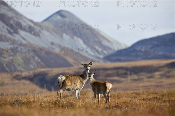 Red deer