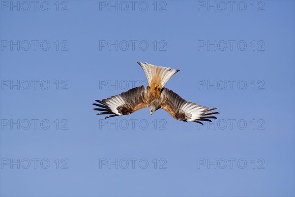 Red Kite