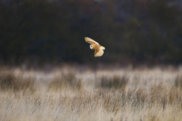 Common barn owl