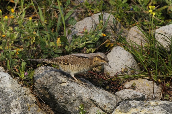 Eurasian eurasian wryneck