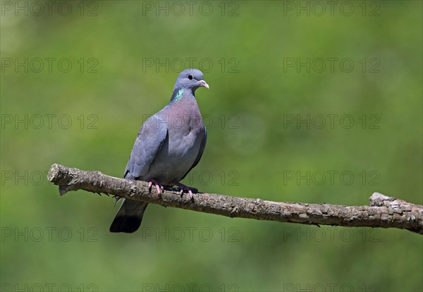 Stock Dove