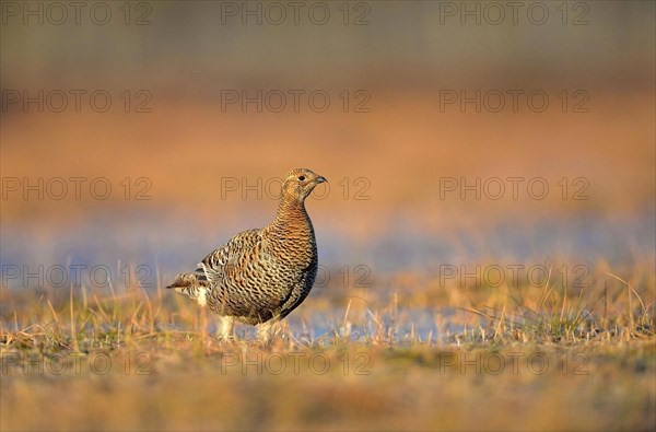 Black grouse