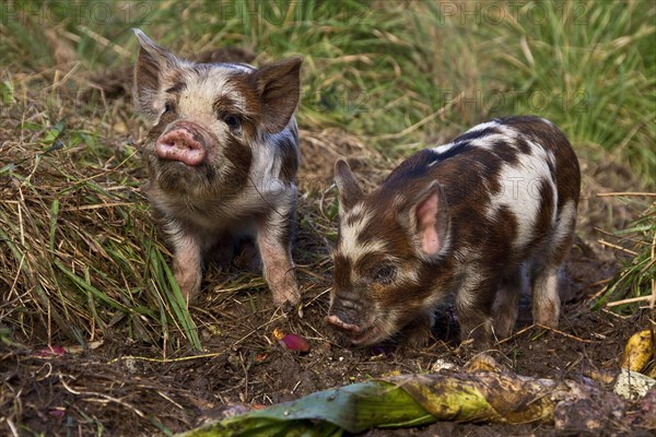 Kune Kune Pigs