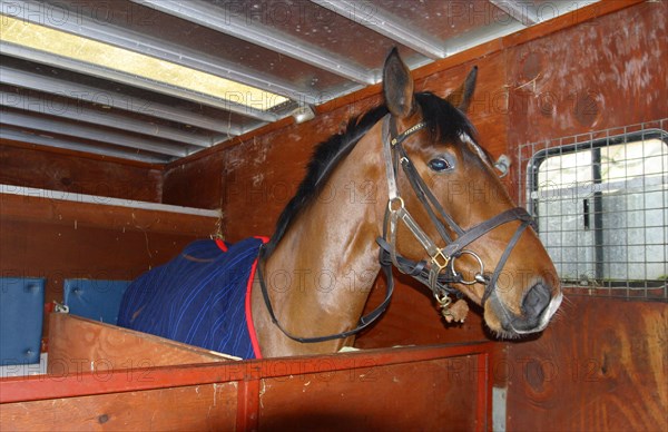 Horse Horse in the horsebox compartment