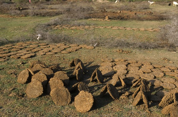 Drying cow dung used as fuel