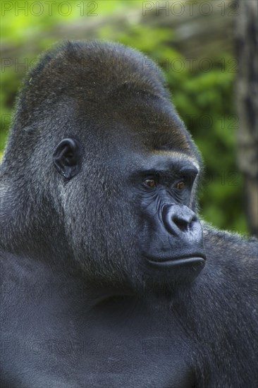 Western lowland gorilla