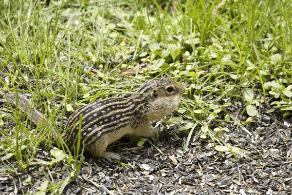 Adult thirteen-toed thirteen-lined ground squirrel